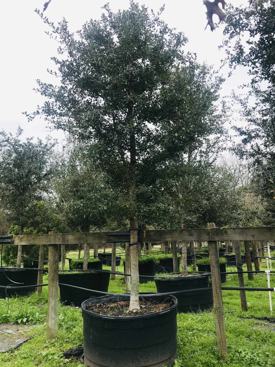 2020, 02- Live Oak, 200 Gallon