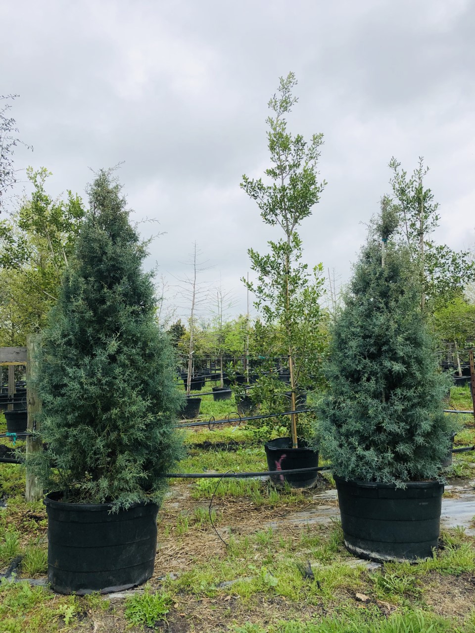 2020, 03- Carolina Sapphire Arizona Cypress, 45 Gallon