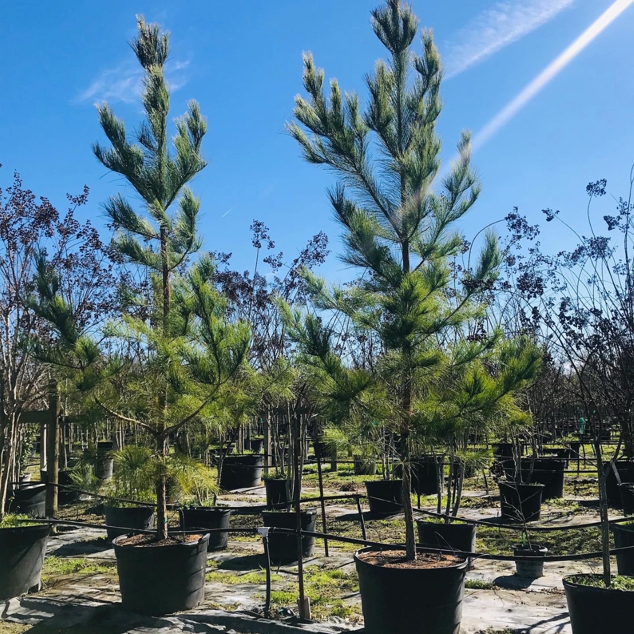 2020, 03- Loblolly Pines, 45 Gallon