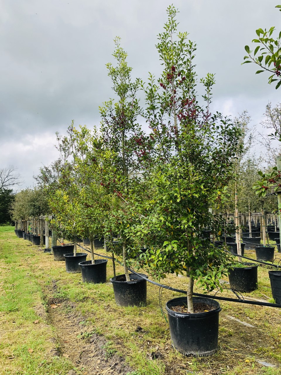 2020, 03-Savannah Holly, 30 Gallon