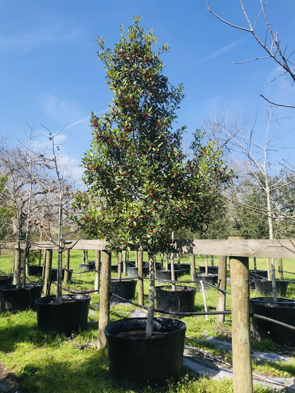 2020, 03-Savannah Holly, 95 Gallon