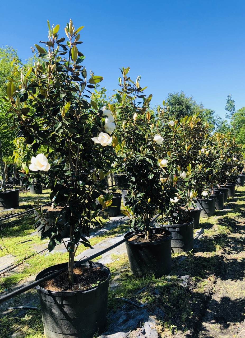 2020, 04- Magnolia Little Gem, 30 Gallons