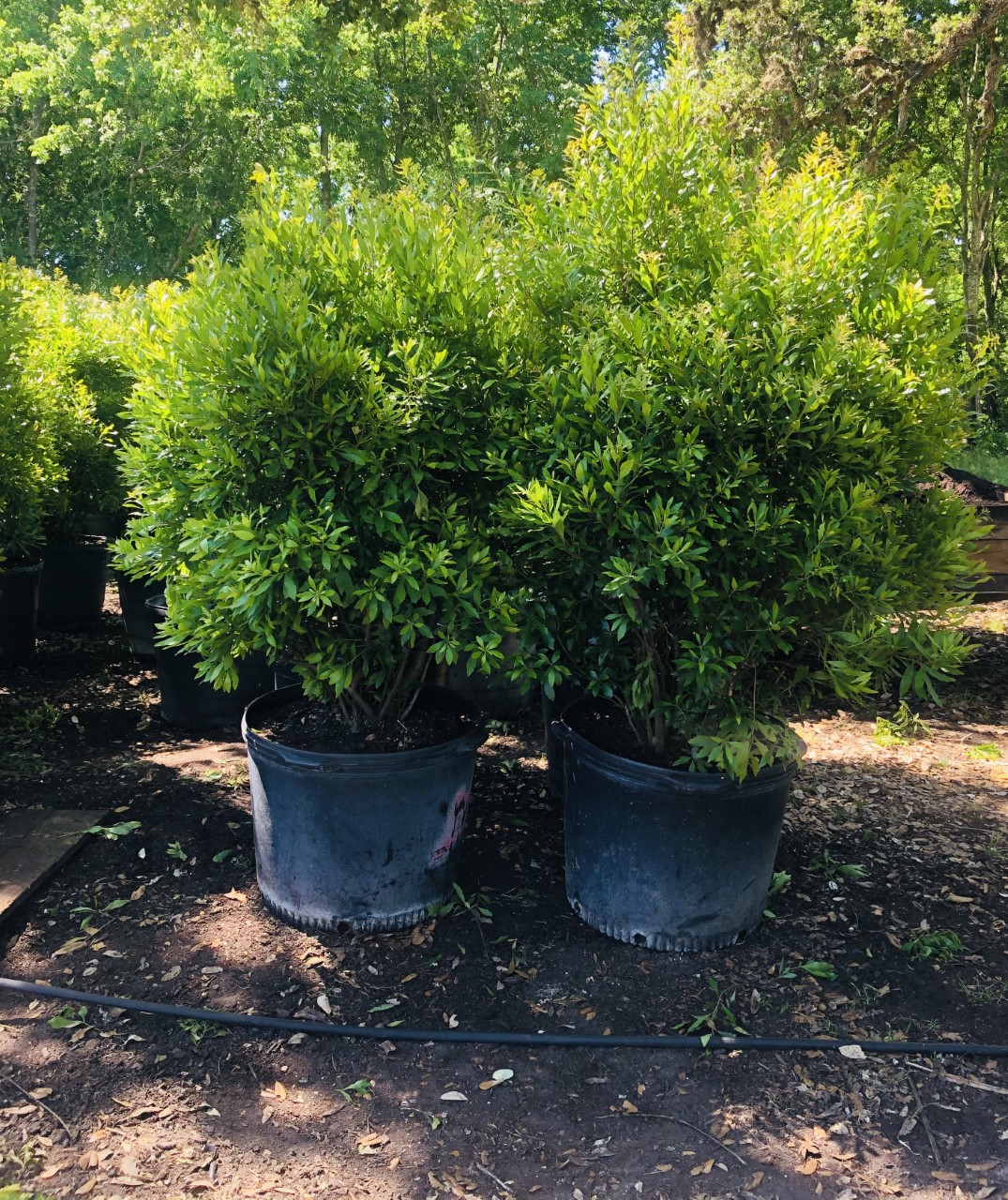 2020, 04- Wax Myrtles, 30 Gallons