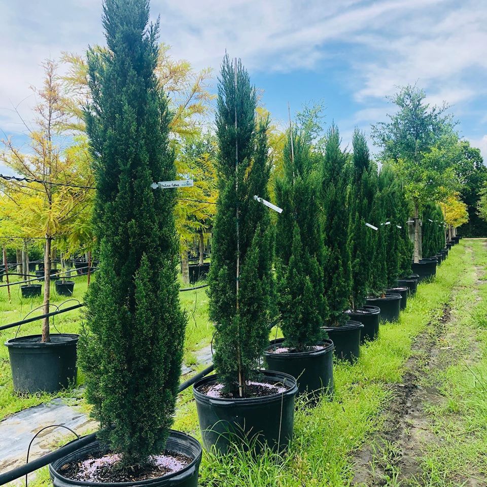2020, 05- Italian Cypress, 30 Gallons
