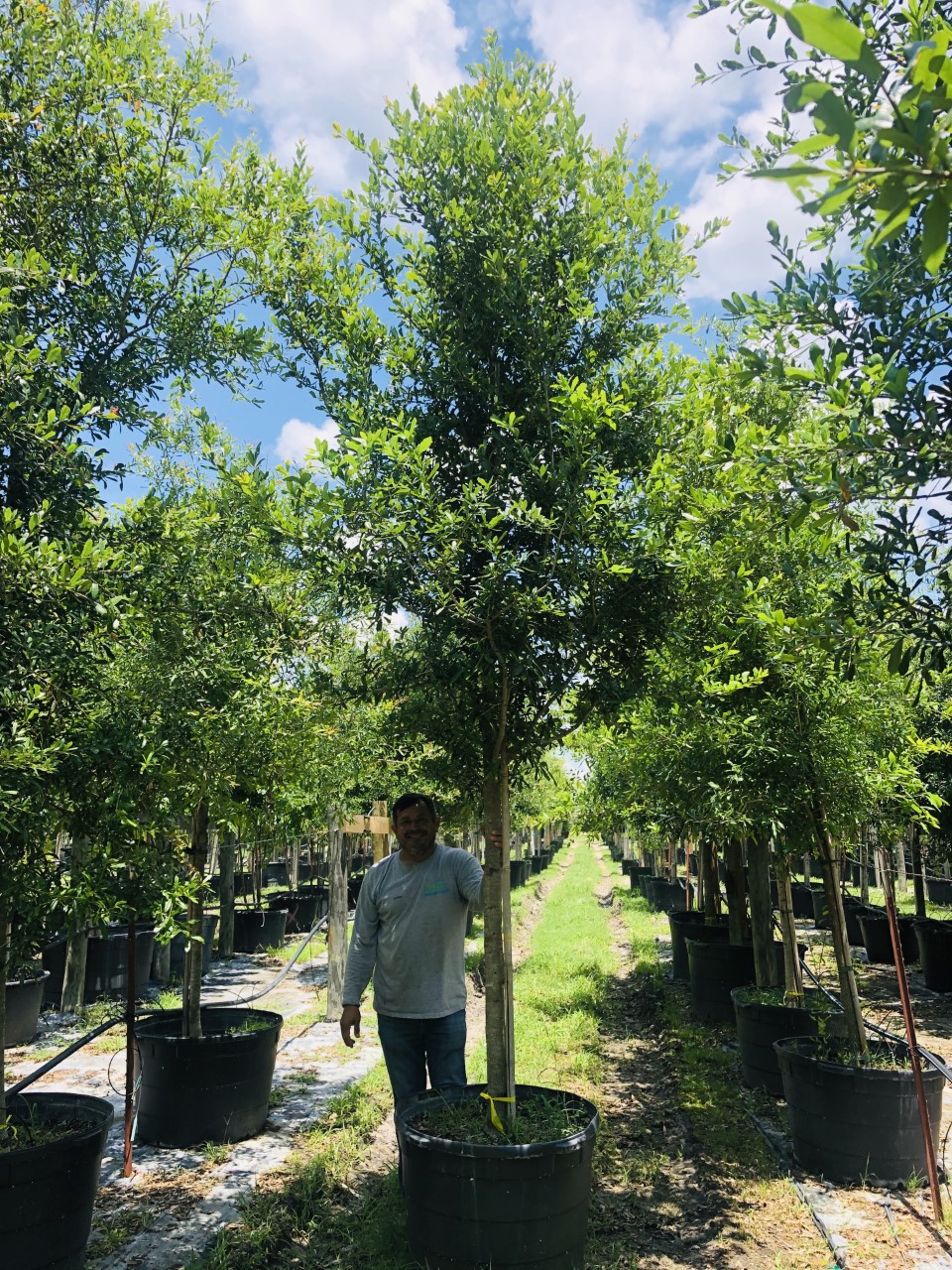 2020, 05- Live Oak , 45 Gallons