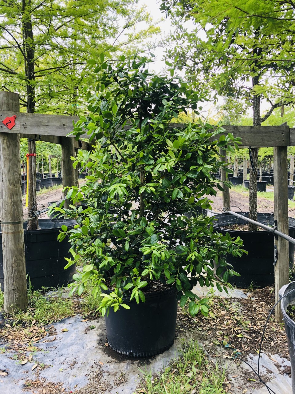 2020, 05, Nellie R Stevens Holly, 30 Gallons