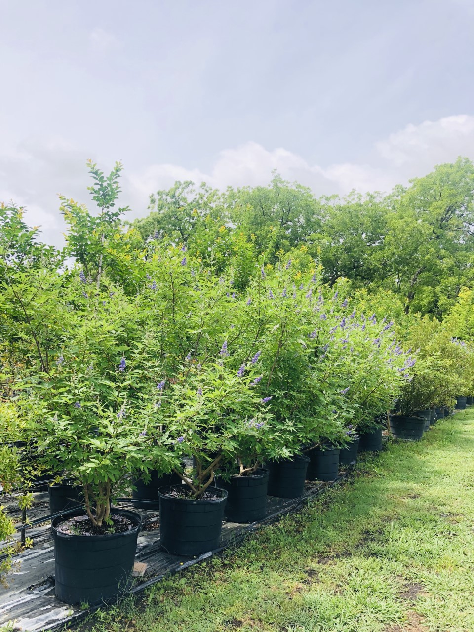 2020, 05- Vitex, 30 Gallons