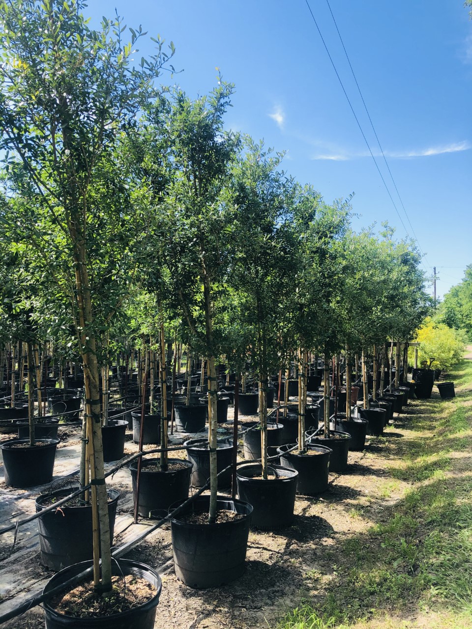2020, 07- Live Oaks, 30 Gallons