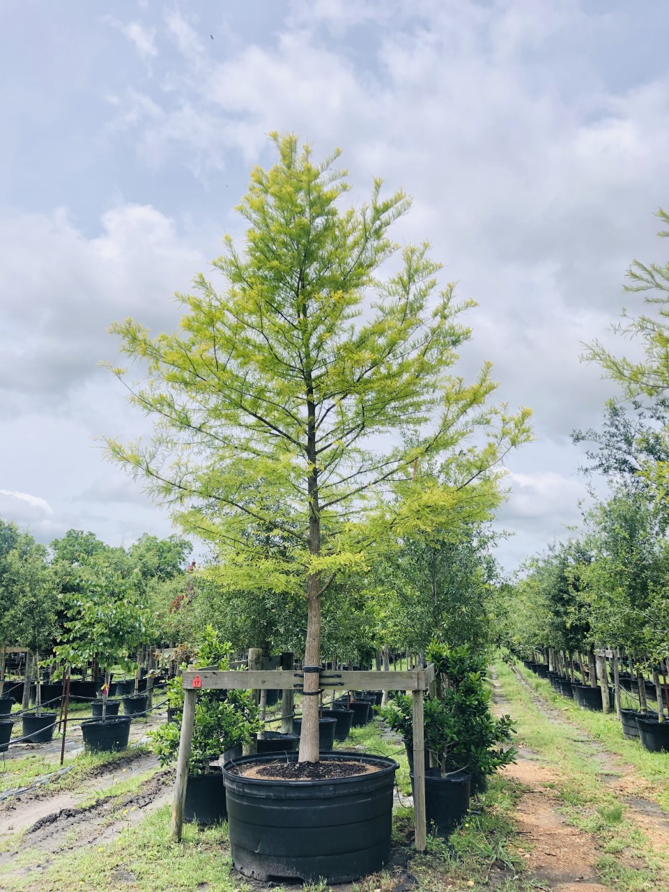 2020, 08- Bald Cypress, 300 Gallons