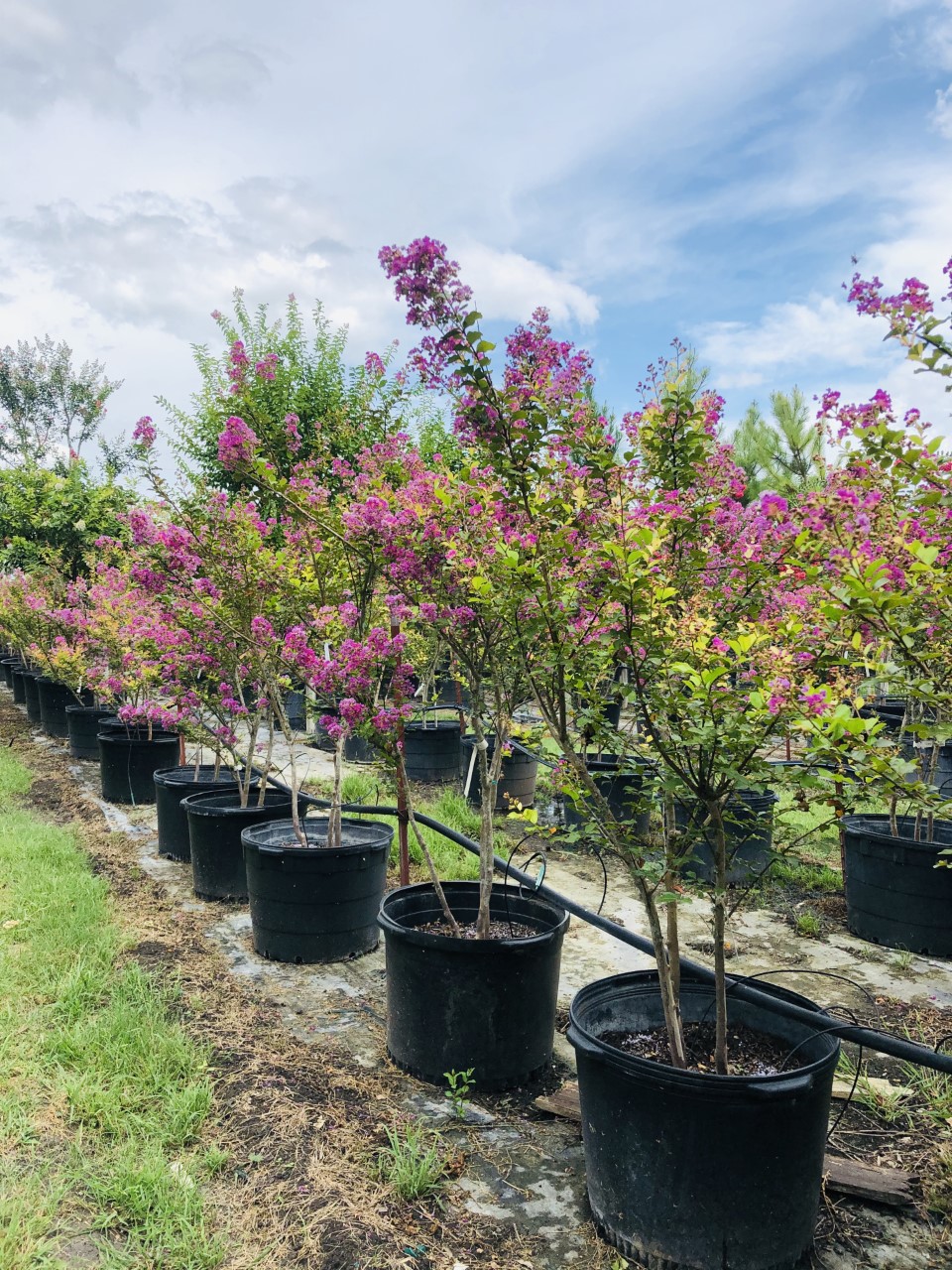 2020, 08- Dwarf Twilight Crape Myrtle, 30 Gallons