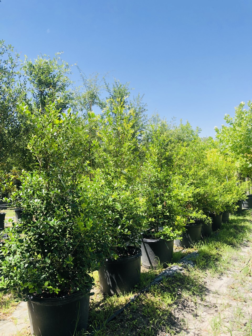 2020, 08- Green Leaf Holly, 30 Gallons