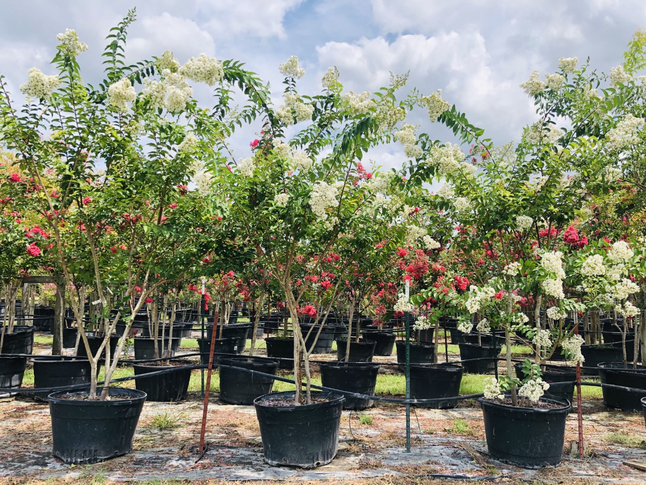 2020, 08- Natchez Crape Myrtle, 45 Gallons