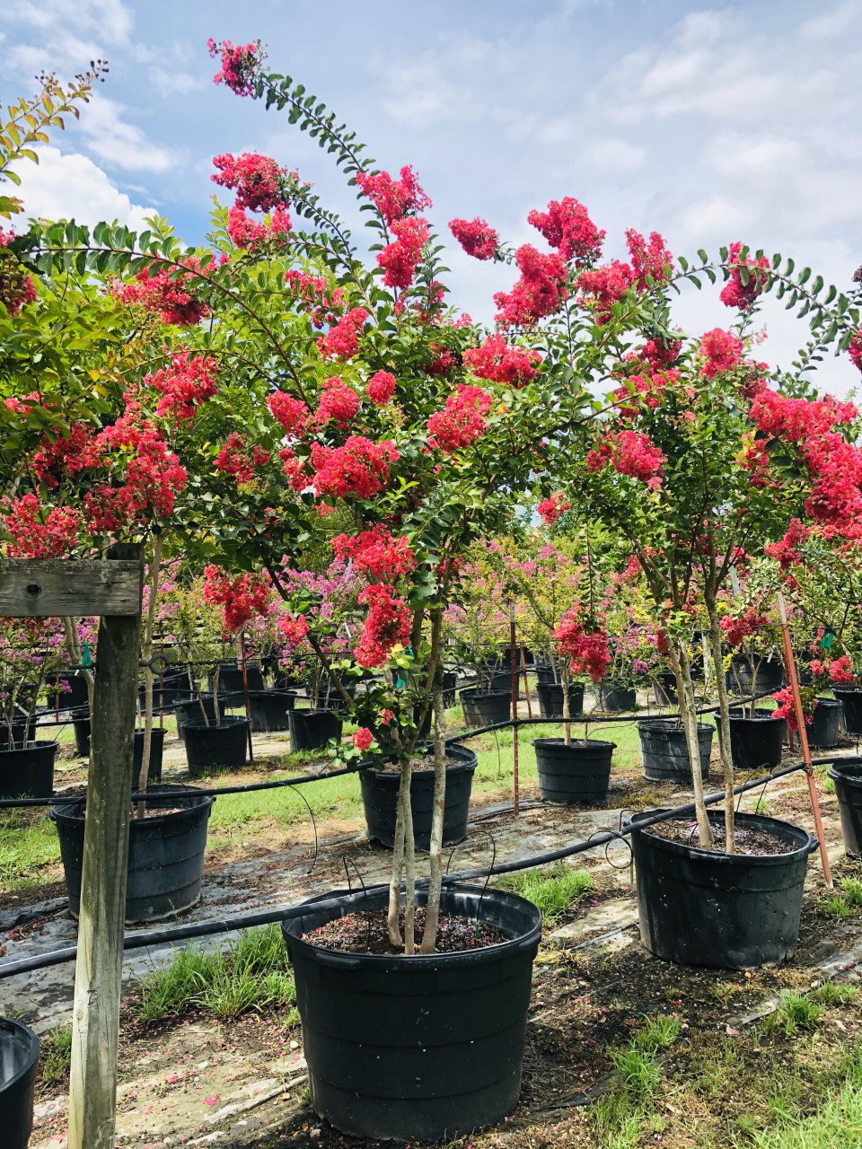 2020, 08- Tuscarora Crape Myrtle, 45 Gallons