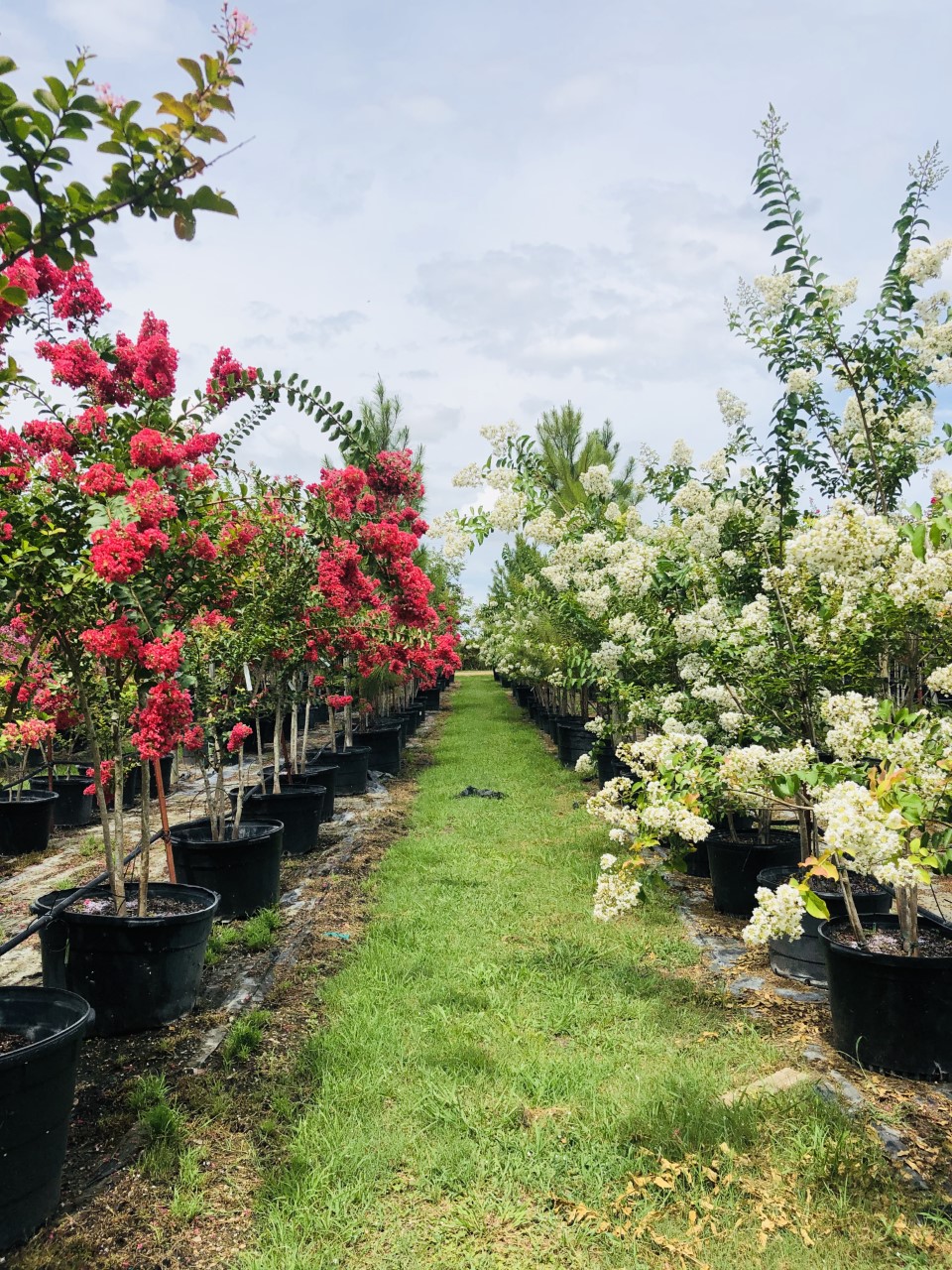 2020, 08- Tuscarora and Natchez Crape Myrtles, 45 Gallons