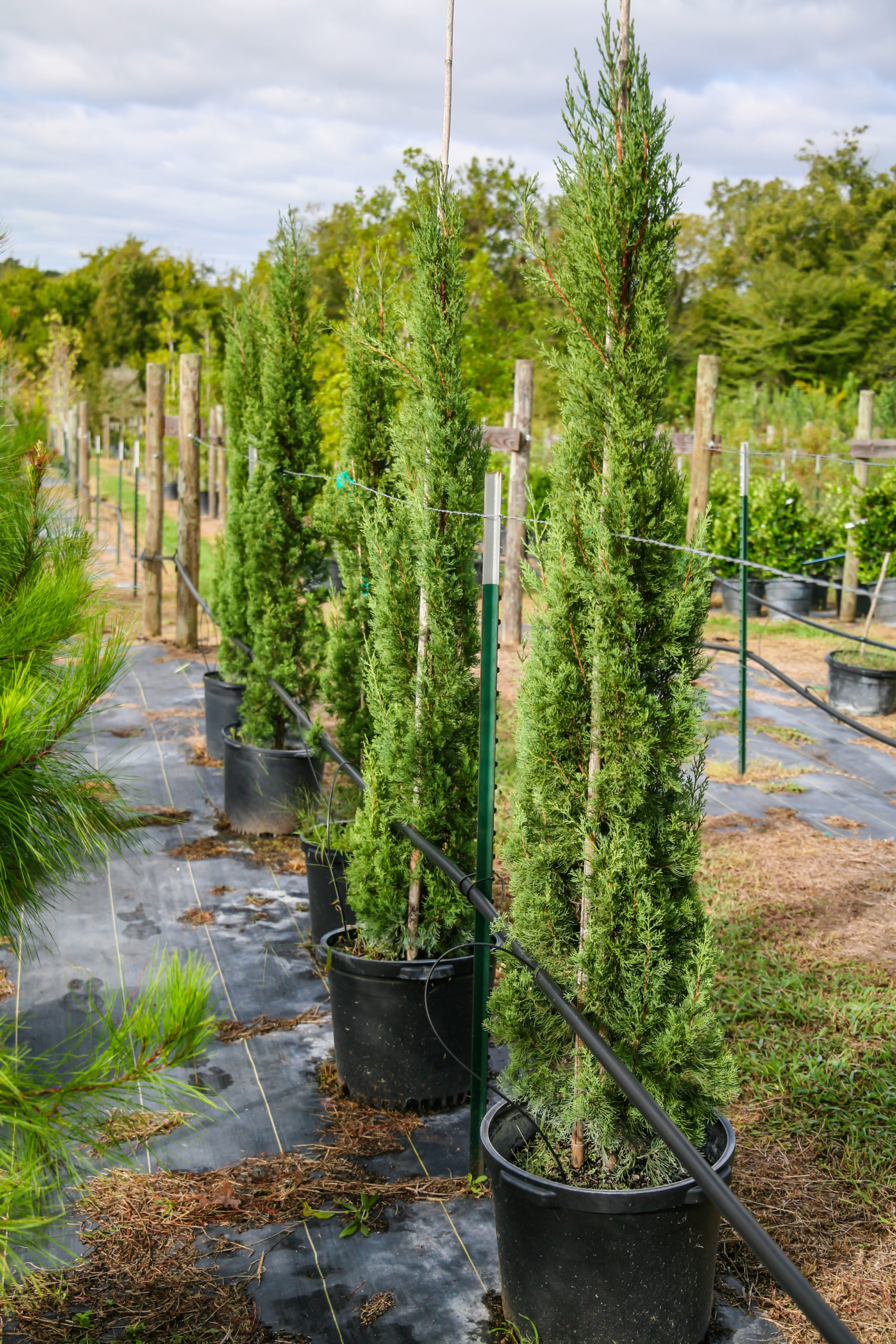 2020, 01- Italian Cypress, 15 Gallons