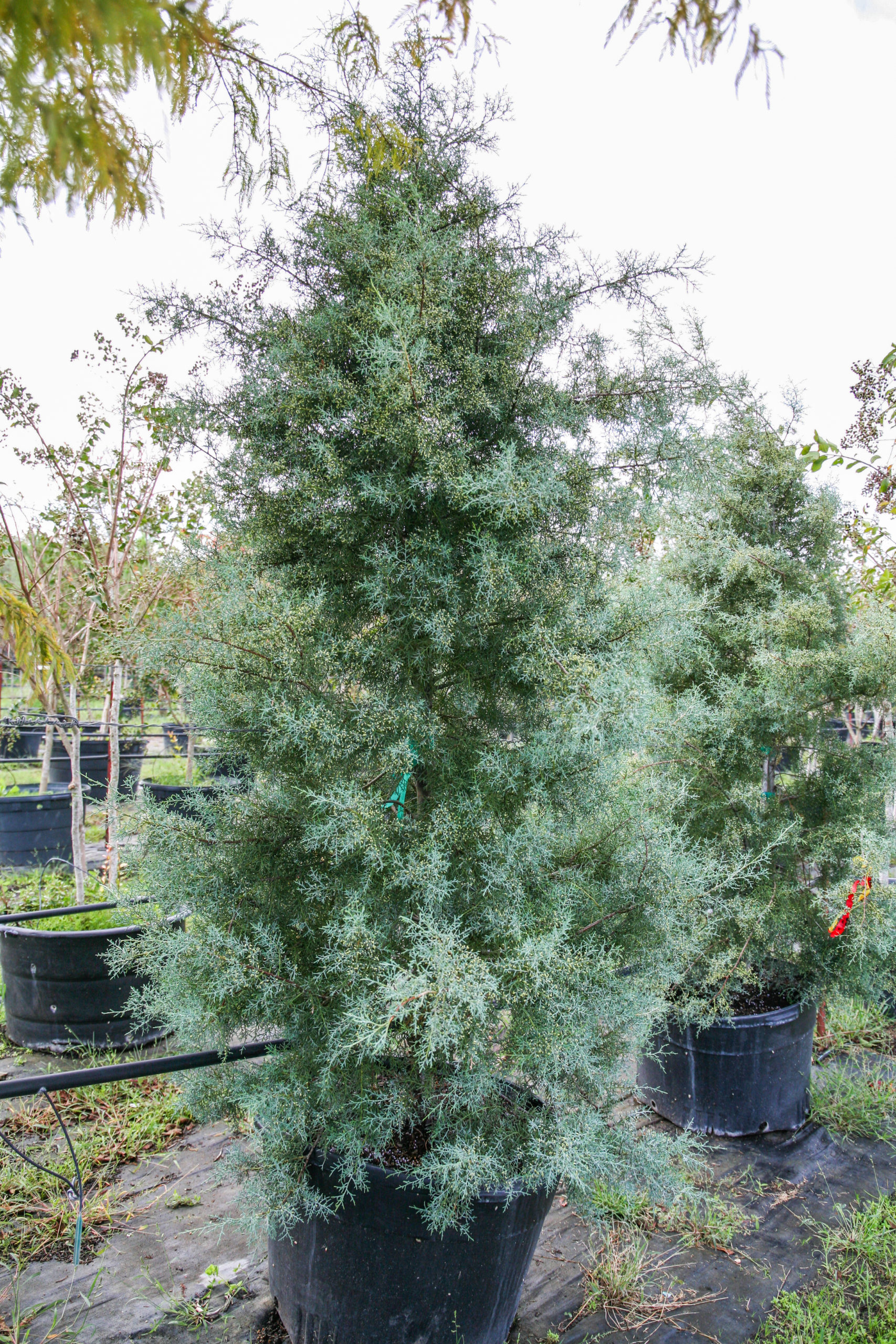 2021, 01- Carolina Sapphire Arizona Cypress, 45 Gallons