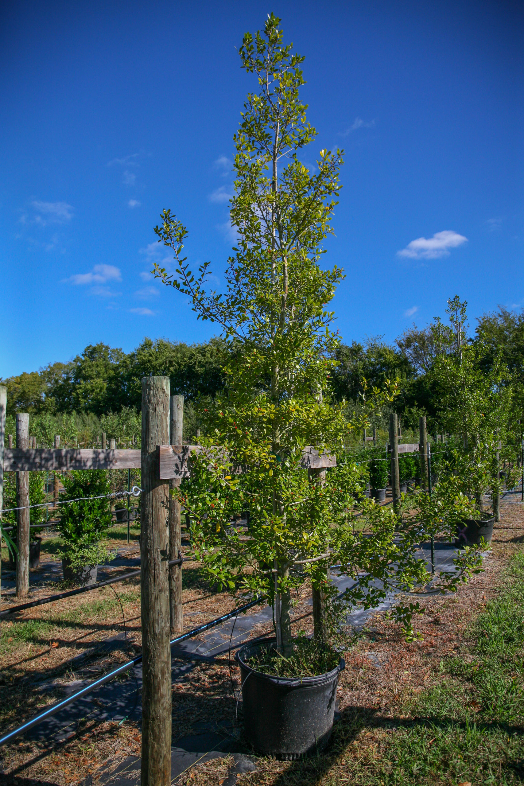 2021, 01- East Palatka Holly, 30 Gallons