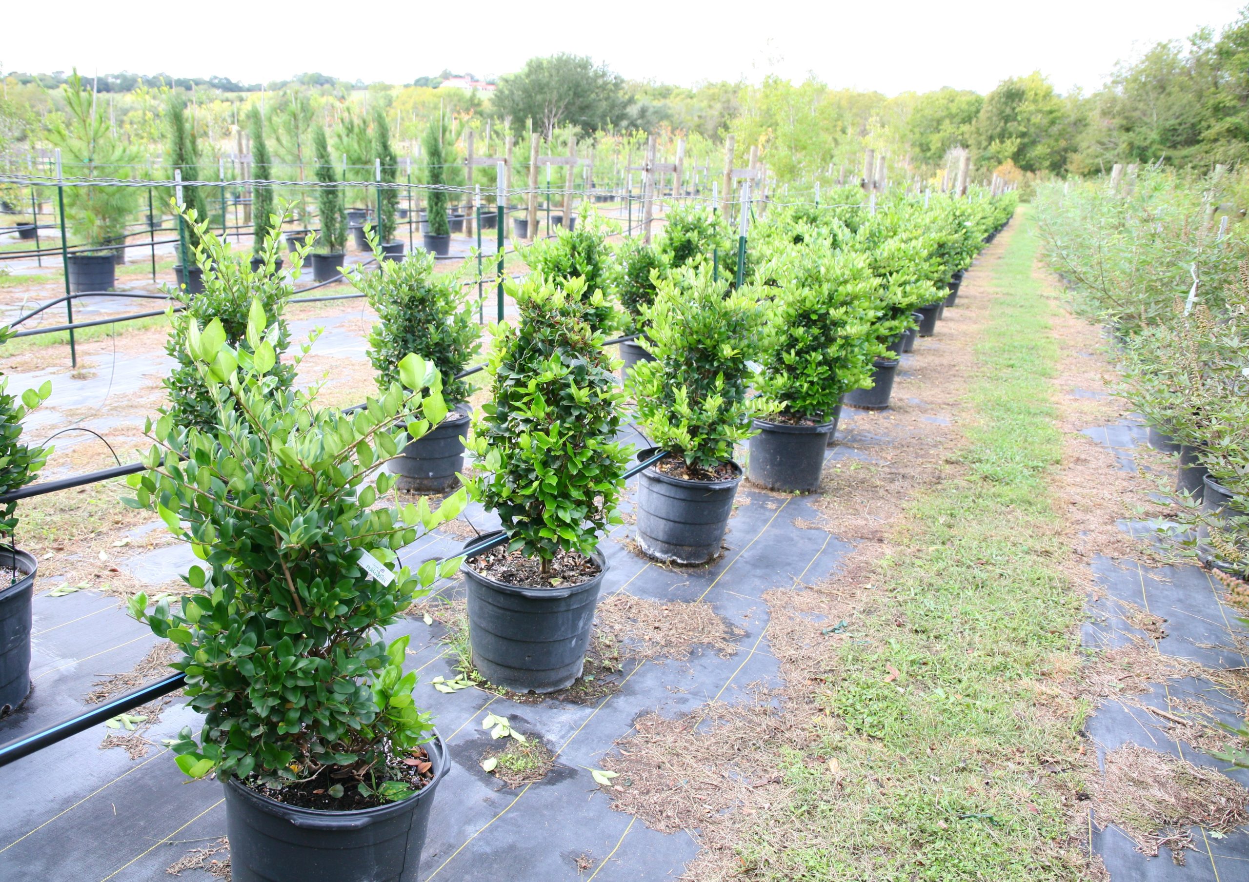 2021, 01- Wax Leaf Ligustrum, 15 Gallons