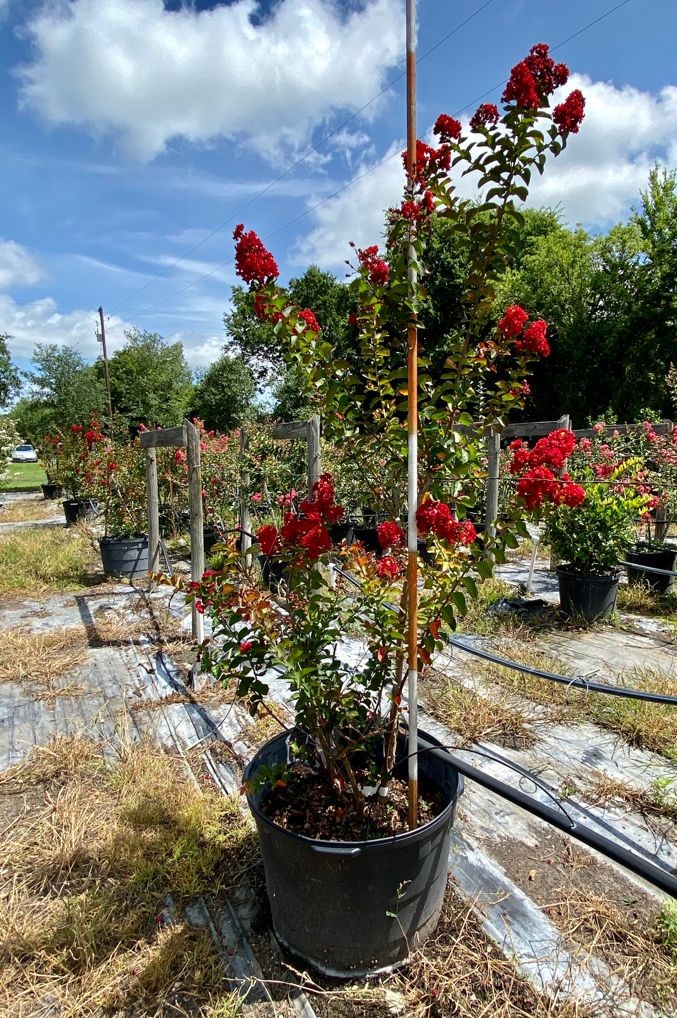 2021, 07, 20- Dwarf Red Dynamite Crape Myrtle, 30 Gallons