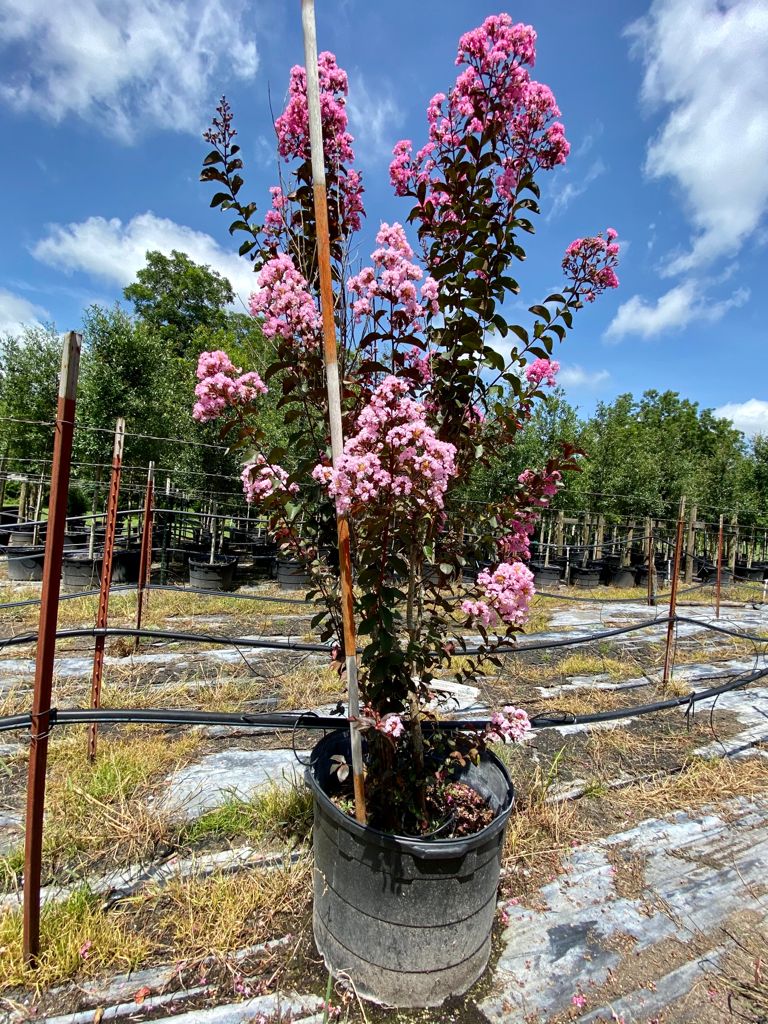 2021, 07, 20- Dwarf Rhapsody in Pink Crape Myrtle, 30 Gallons