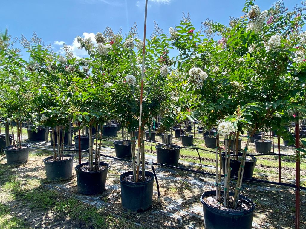 2021, 07, 20- Natchez Crape Myrtle, 30 Gallons