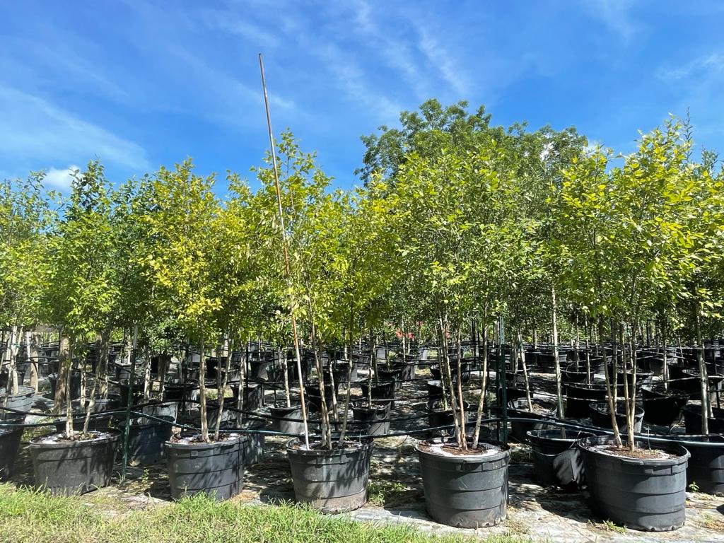2021, 07, 21- RiverBirch, 45 Gallons