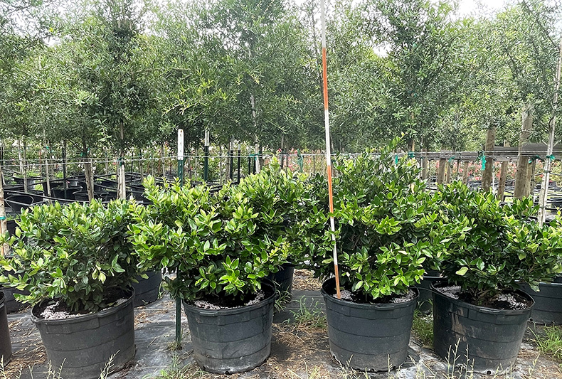 2021, 07, 09 - Wax Leaf Ligustrum 30 Gallons
