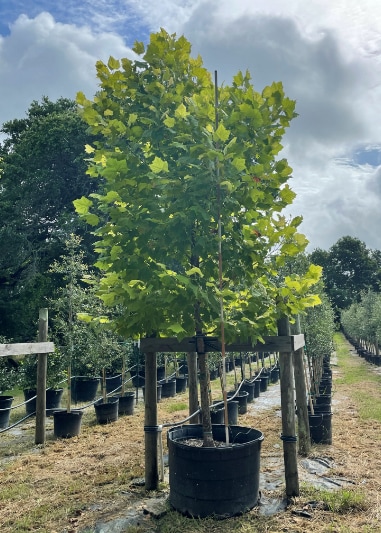 2021, 07, 09 - American Sycamore 95 Gallons