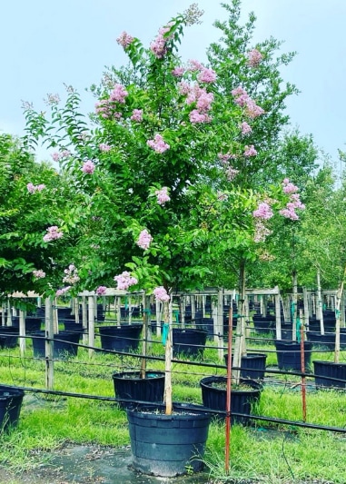 2021, 07, 09 - Biloxi Crape Myrtles Single Trunk 45 Gallons