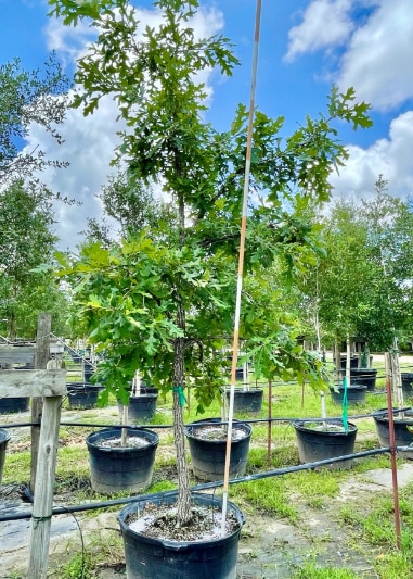 2021, 07, 10 - Bur Oak 45 Gallons
