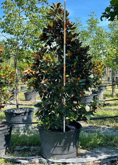2021, 07, 09 - Magnolia Little Gem 45 Gallons