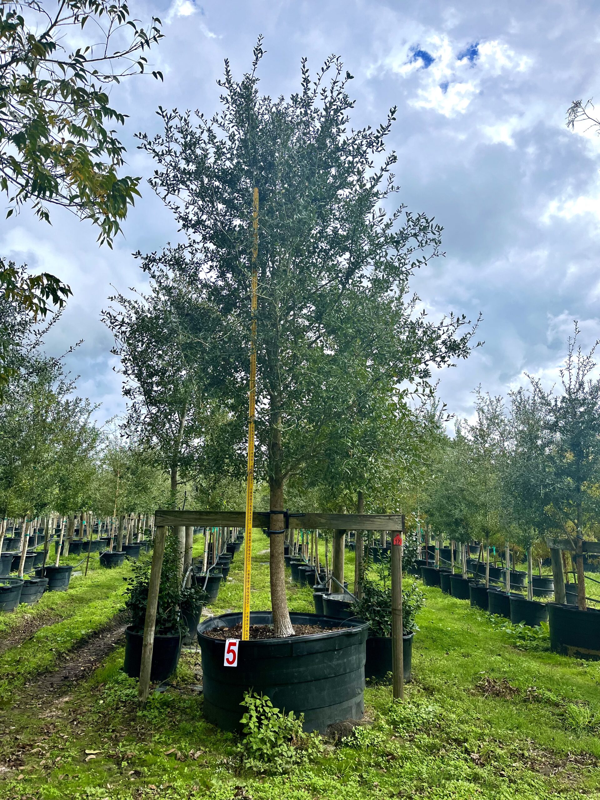 202,10,30- Live Oak, 300 Gallons