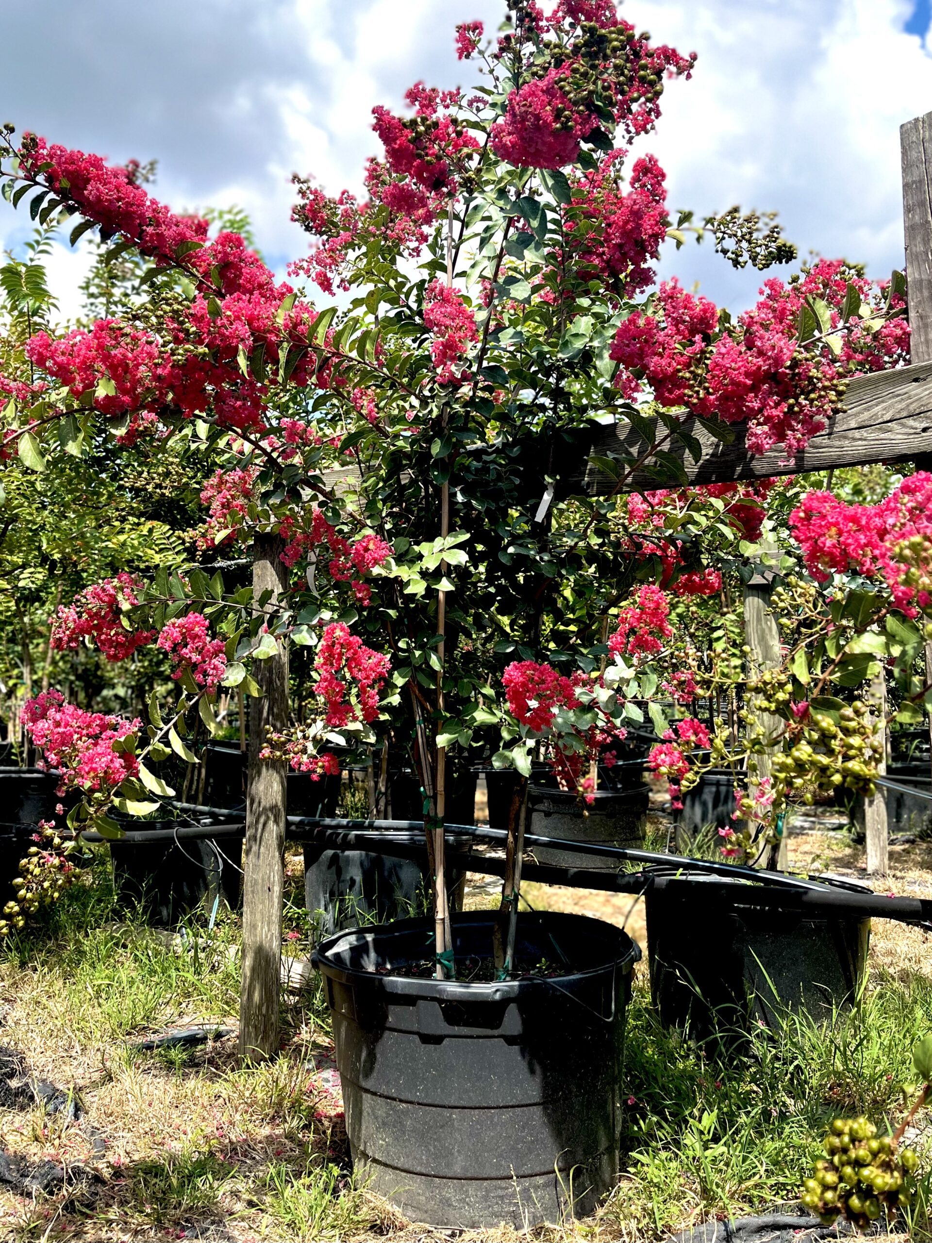 2022-09-30- Crape Myrtle Tuscarora, 30 Gallons