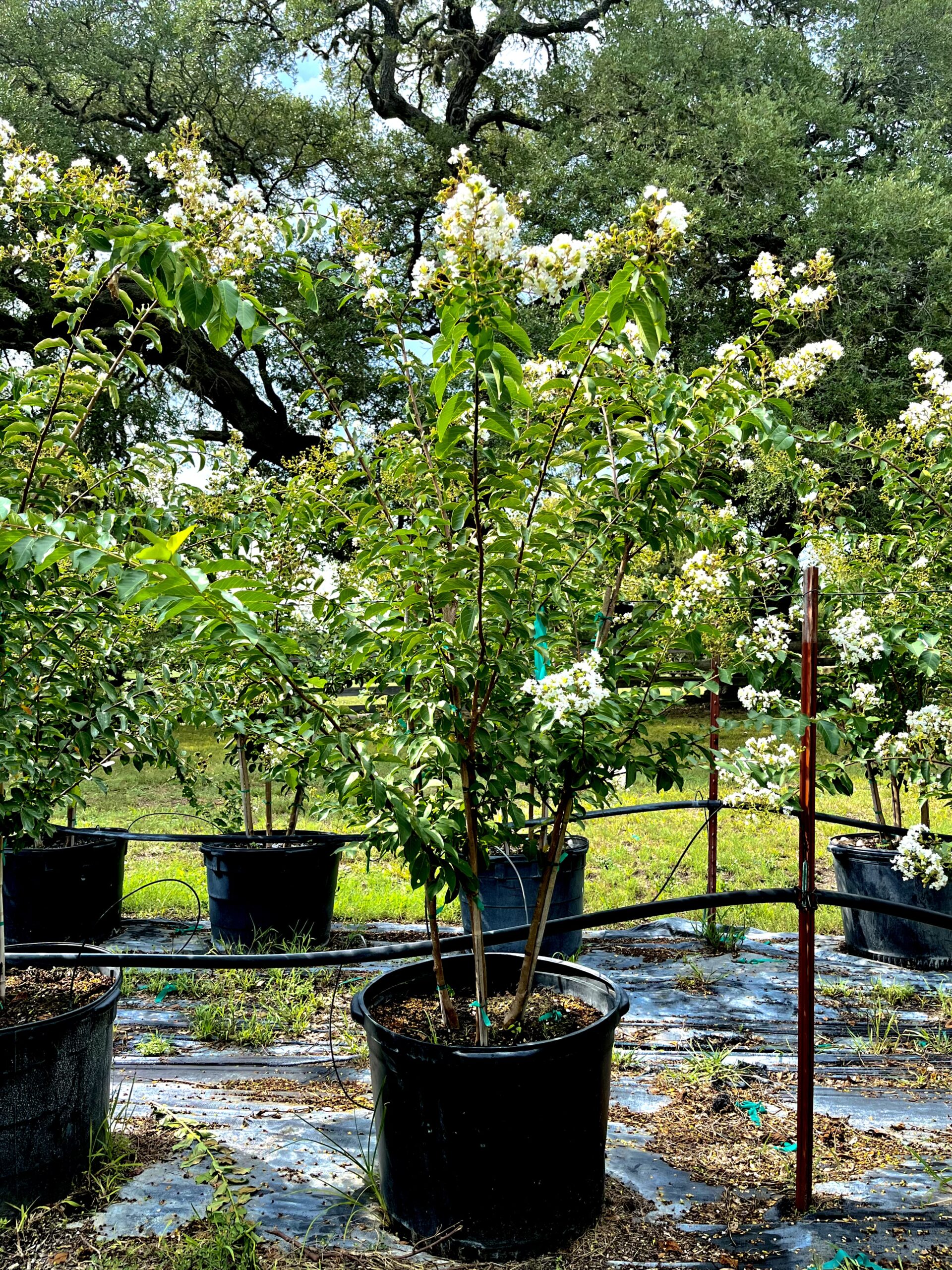 2022, 10, 01- Crape Myrtle Natchez, 30 Gallons
