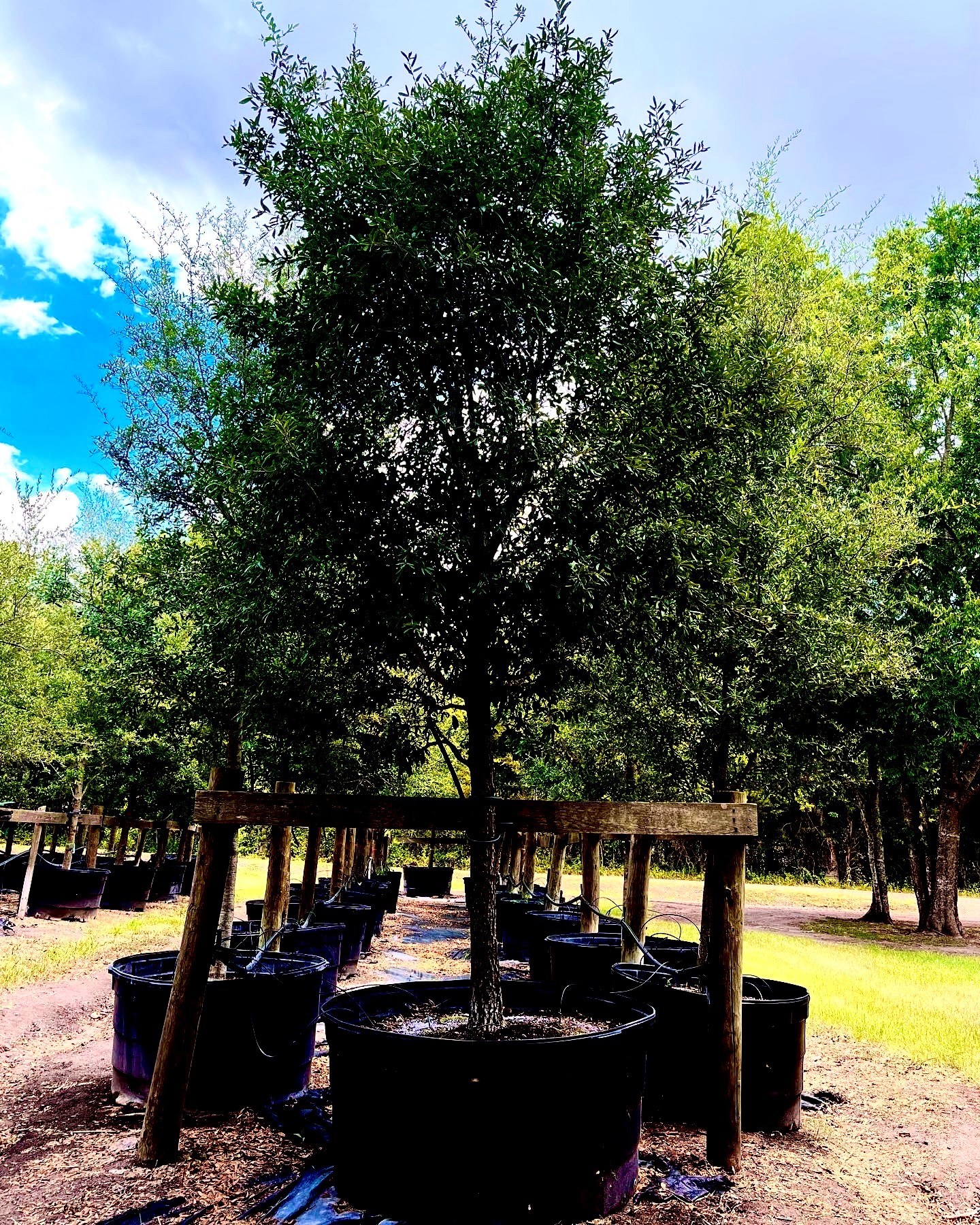 2022, 10, 15- Live Oak, 300 Gallons