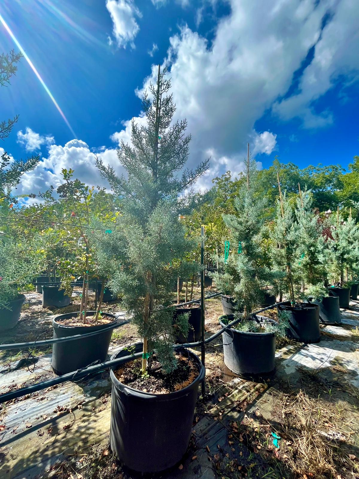 2022, 11, 10- Blue Ice Arizona Cypress, 30 Gallons
