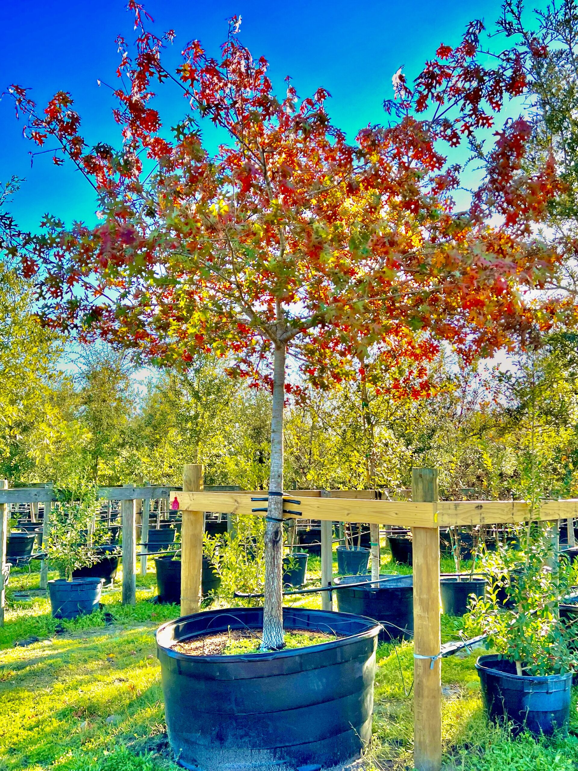 2022, 12, 01- Shumard Red Oak, 300 Gallons
