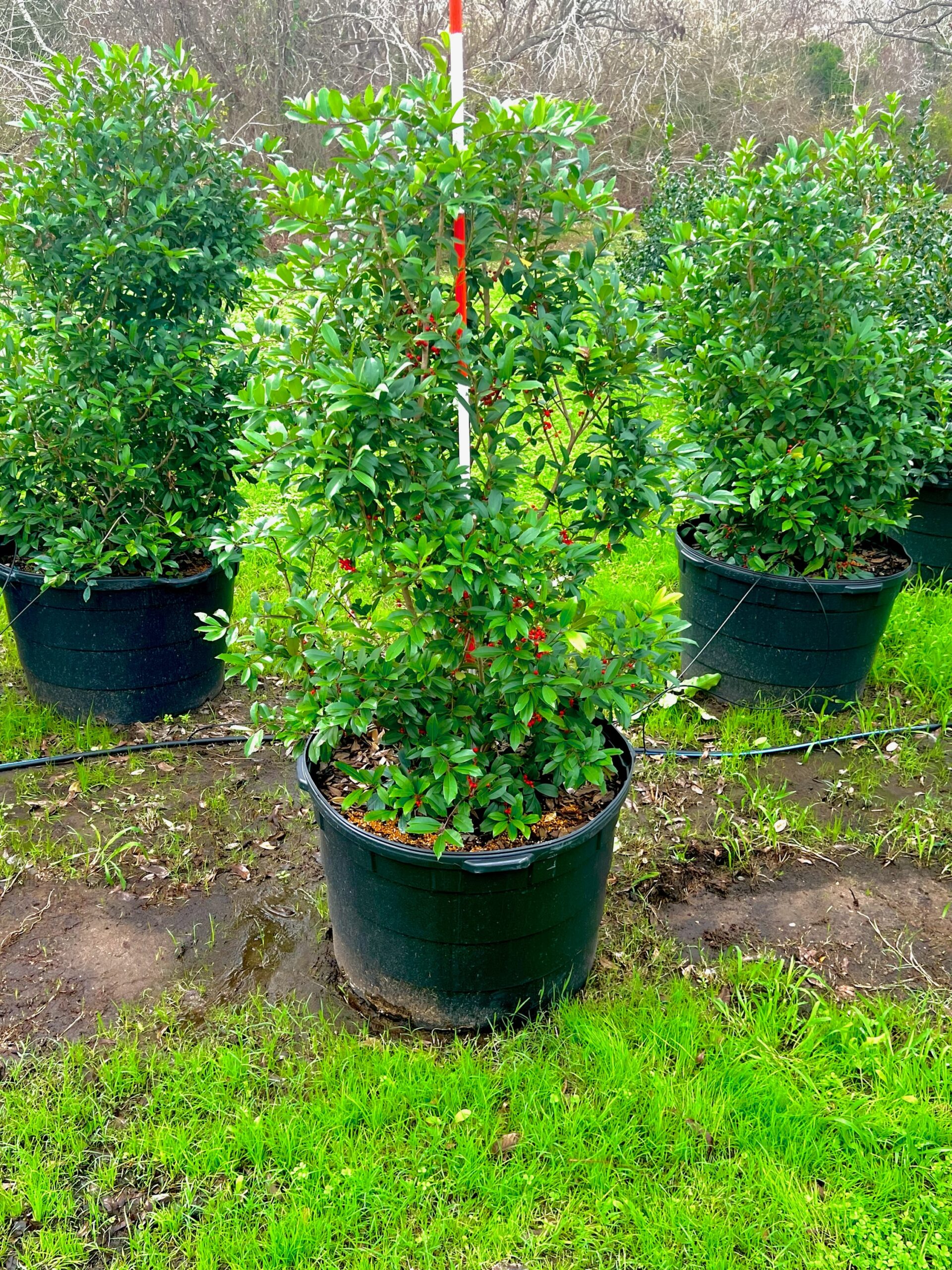 2022, 12, 14- Eaglestone Holly, 45 Gallons