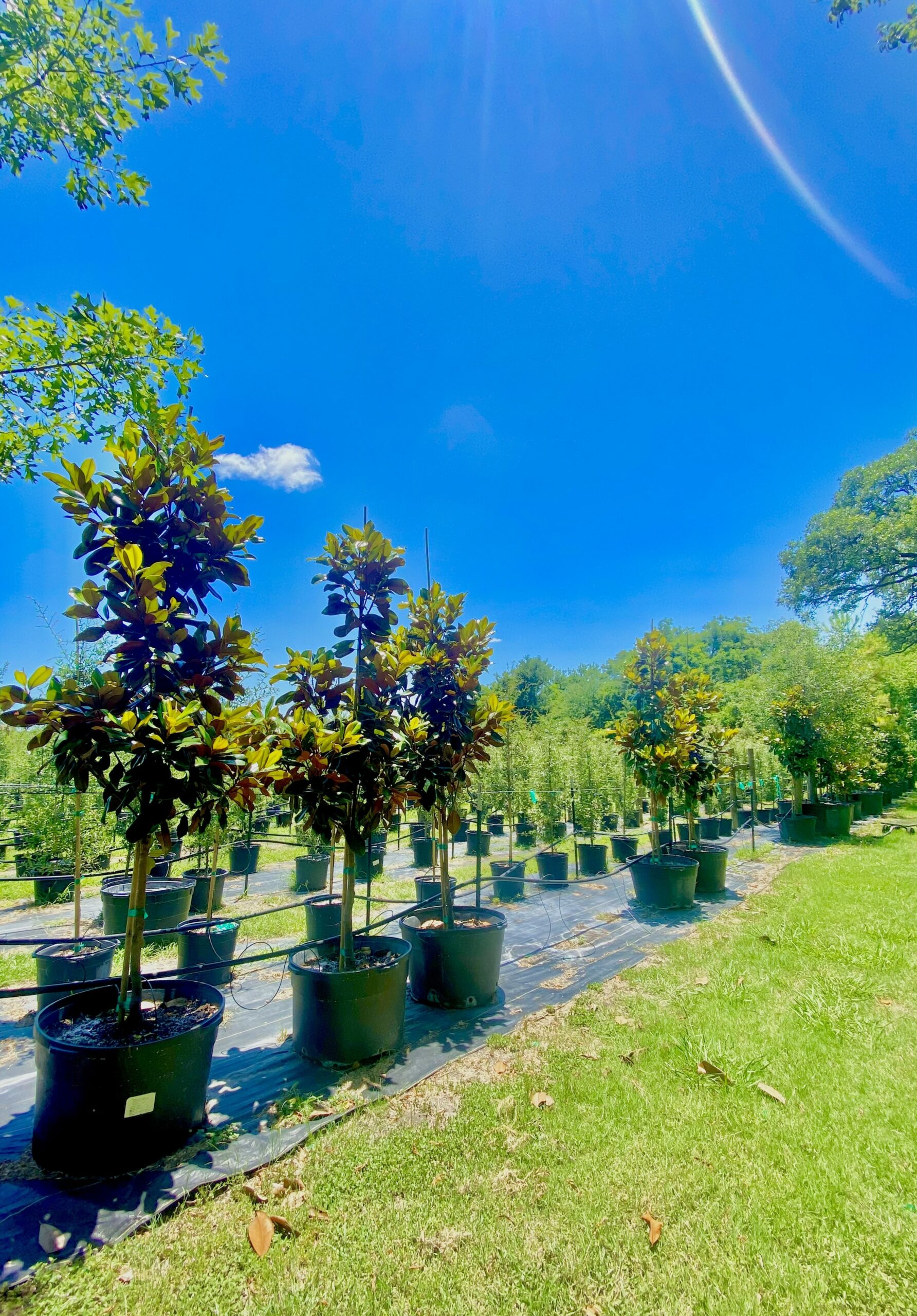 2022,11, 30- Magnolias DD Blanchard, 45 Gallons
