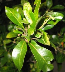 Live Oak