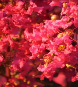 Crape Myrtle | Tuscarora