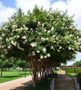 Crape Myrtle | Natchez