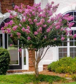 Crape Myrtle | Muskogee