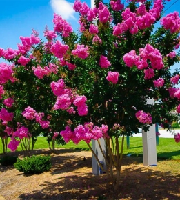 Crape Myrtle | Sioux