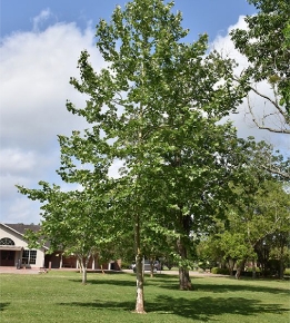 Mexican Sycamore