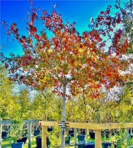 Shumard Red Oak