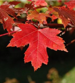 Drummond Red Maple