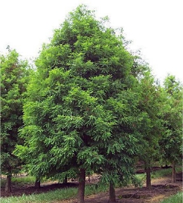 Bald Cypress