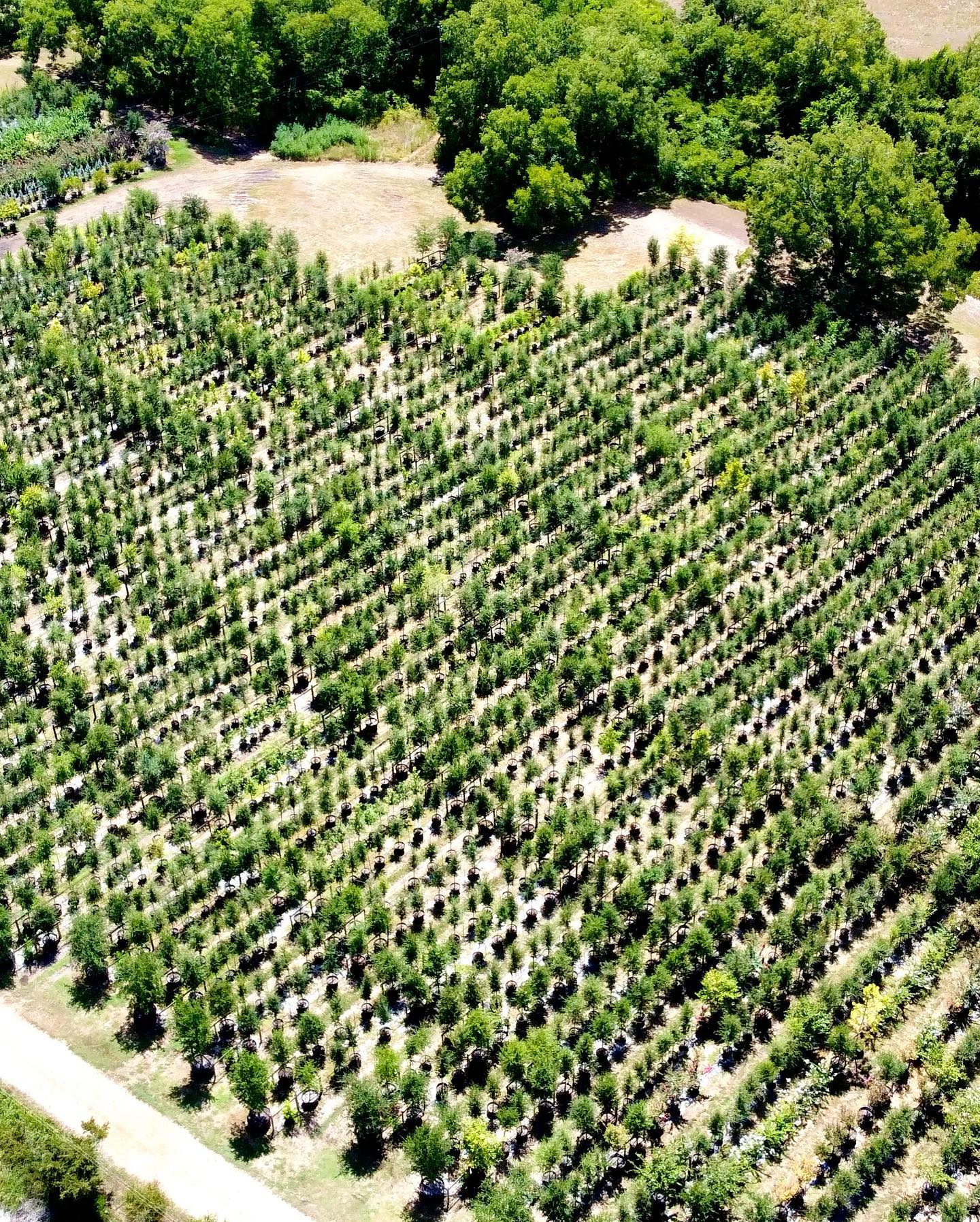 2023- 03- 01- 6000 New Trees Added to our Inventory