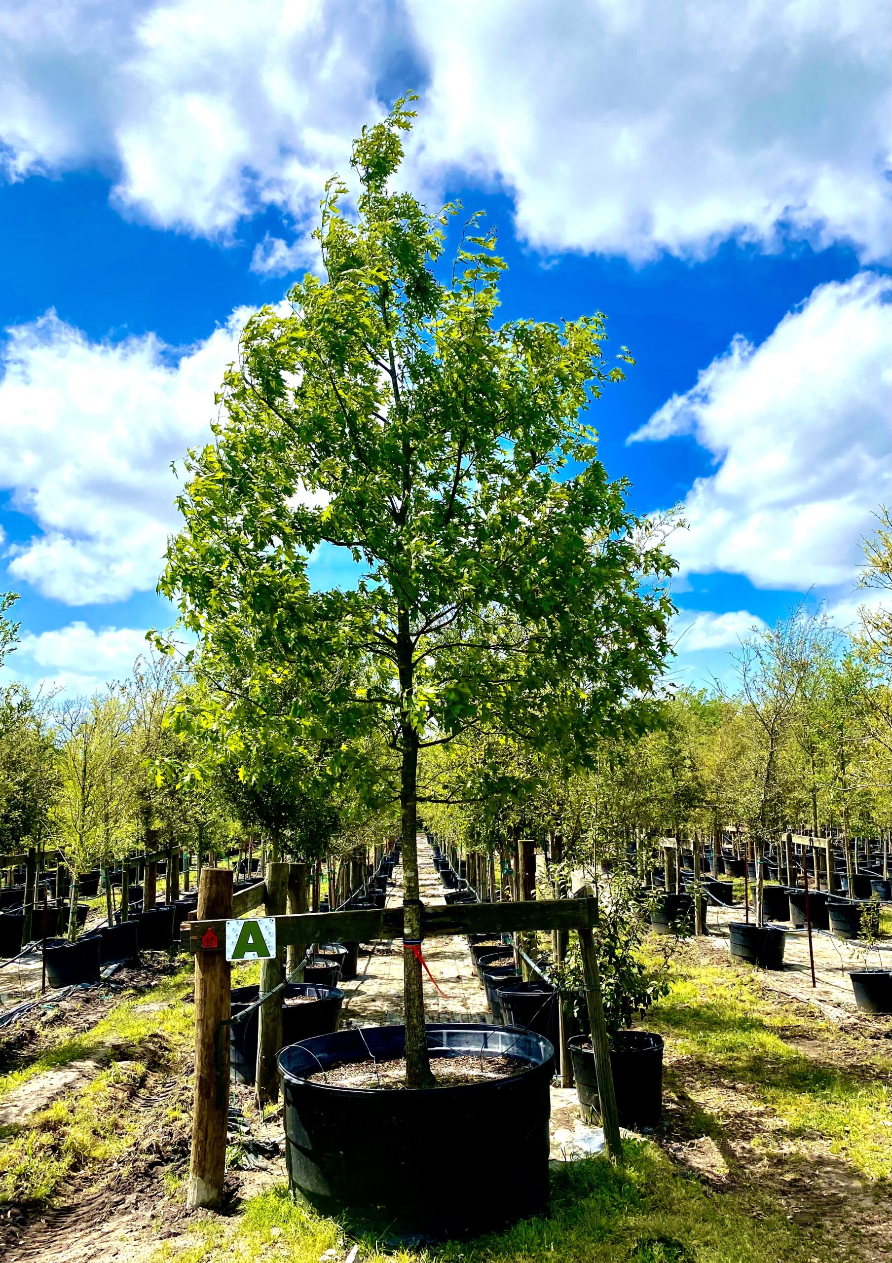 2023- 03-23- Shumard Red Oak- 300 Gallons